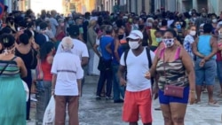 Campesinos cubanos alertan que el Estado deja perder cosechas en un momento crítico Campesinos cubanos alertan que el Estado deja perder cosechas en un momento crítico