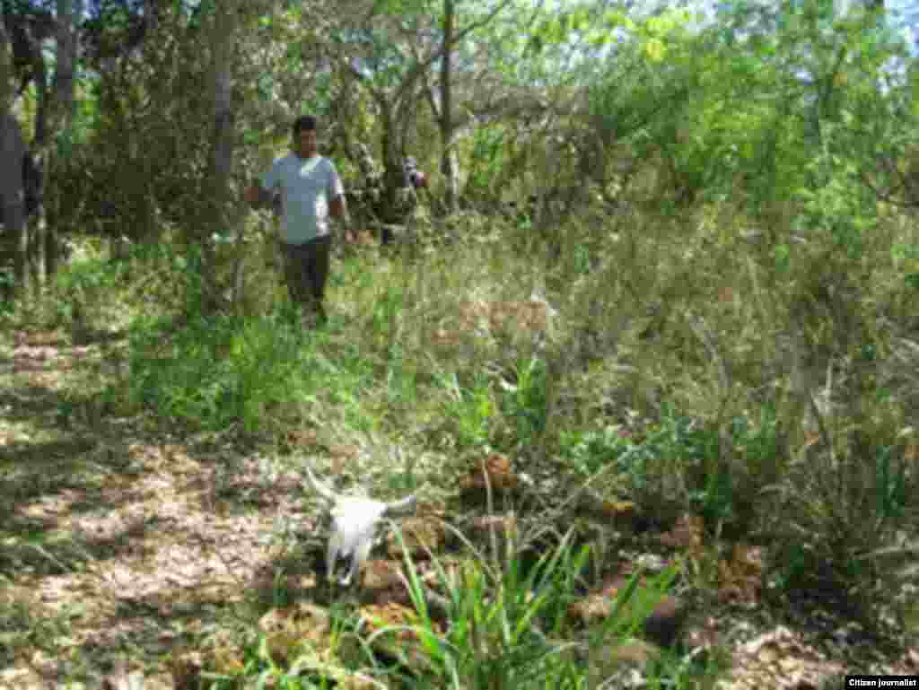 El periodista independiente Calixto Ramón Martínez indaga lo que ocurre con las reses que "desaparecen" de los campos.