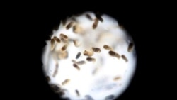 La total falta de higiene pública agrava crisis de dengue, leptospirosis y Covid-19 en Cuba La total falta de higiene pública agrava crisis de dengue, leptospirosis y Covid-19 en Cuba