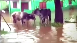 Intensas lluvias dejaron serias afectaciones a la agricultura en Sancti Spíritus Intensas lluvias dejaron serias afectaciones a la agricultura en Sancti Spíritus