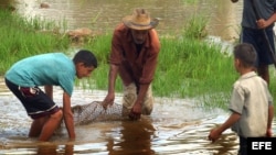 Niños ayudan a un campesino en campos sembrados de arroz en la provincia de Pinar del Río, en Cuba.