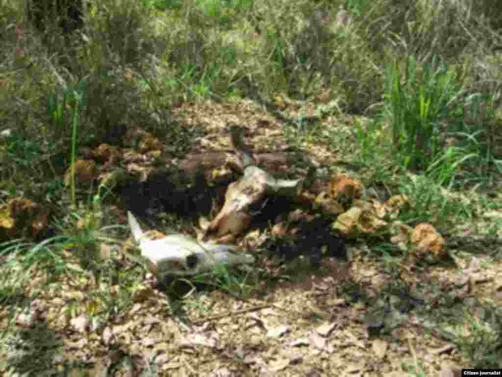 El periodista independiente Calixto Ramón Martínez indaga lo que ocurre con las reses que "desaparecen" de los campos.