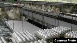 Centro avícola en Cuba