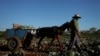 Un campesino recoge coles en Santiago de las Vegas, La Habana. (Foto: Reuters/Alexandre Meneghini)