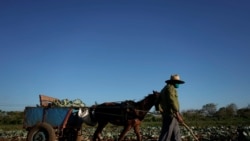 Aumenta la escasez de los productos del campo en Cuba Aumenta la escasez de los productos del campo en Cuba
