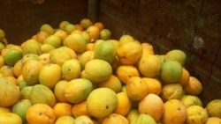 Campesinos piden "libertad" para cosechar mangos en Cuba  Campesinos piden "libertad" para cosechar mangos en Cuba