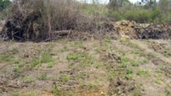 Privilegios y frustraciones en entrega de tierras en usufructo en Cuba Privilegios y frustraciones en entrega de tierras en usufructo en Cuba