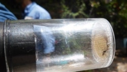 Médicos cubanos dicen que la isla no está preparada para enfrentar el zika Médicos cubanos dicen que la isla no está preparada para enfrentar el zika