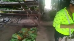 Video muestra pésimas condiciones del tabaco en San Juan y Martínez Video muestra pésimas condiciones del tabaco en San Juan y Martínez