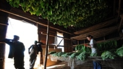 Veguero pinareño habla sobre problemas en cosecha de tabaco Veguero pinareño habla sobre problemas en cosecha de tabaco